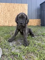 Orange collar , a male Cane Corso for sale in Ocala, FL – 7 of 9