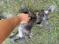 Orange collar , a male Cane Corso for sale in Ocala, FL – 9 of 9