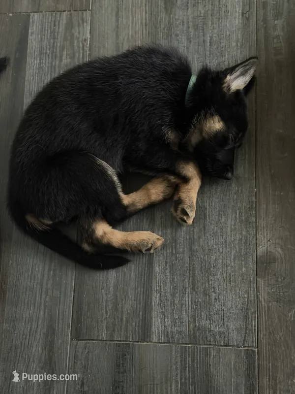 Medusa – German Shepherd Dog puppy for sale in Manor, TX