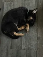 Medusa, a female German Shepherd Dog for sale in Manor, TX – 1 of 1
