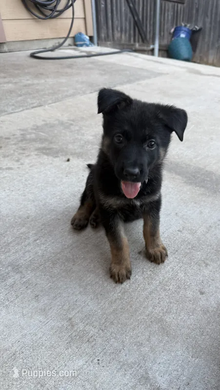 Athena – German Shepherd Dog puppy for sale in Manor, TX