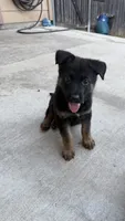 Athena, a female German Shepherd Dog for sale in Manor, TX – 1 of 1