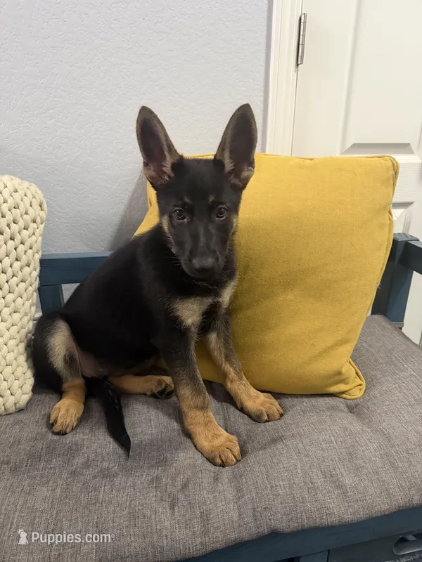 Demeter – German Shepherd Dog puppy for sale in Manor, TX