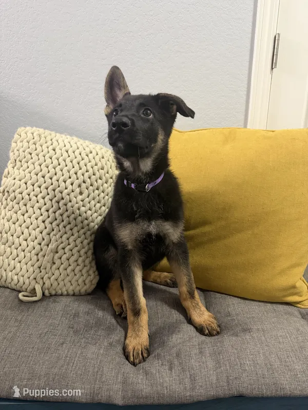 Athena – German Shepherd Dog puppy for sale in Manor, TX