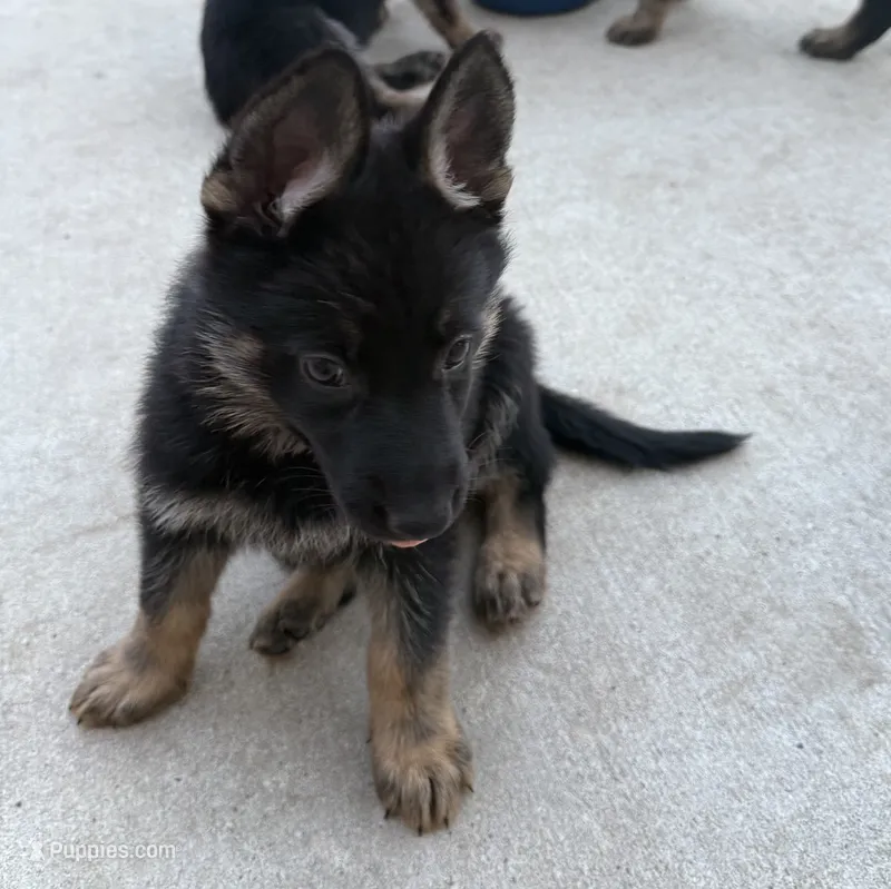 Artemis – German Shepherd Dog puppy for sale in Manor, TX