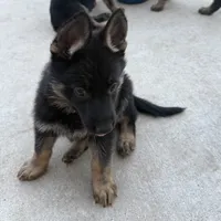Artemis, a female German Shepherd Dog for sale in Manor, TX – 1 of 1