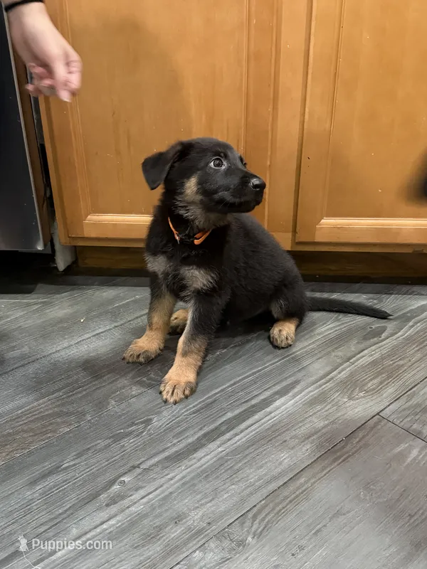 Apollo – German Shepherd Dog puppy for sale in Manor, TX