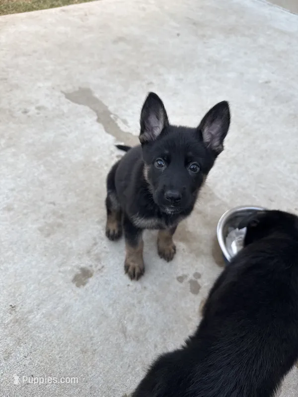 Demeter – German Shepherd Dog puppy for sale in Manor, TX