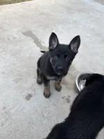 Demeter, a female German Shepherd Dog for sale in Manor, TX – 1 of 1