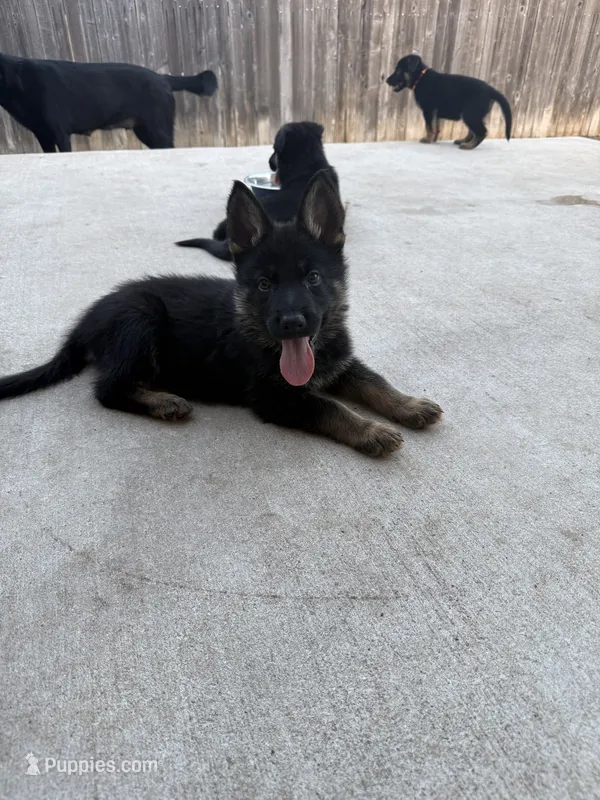 Calypso – German Shepherd Dog puppy on hold in Manor, TX