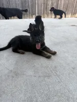 Calypso, a female German Shepherd Dog for sale in Manor, TX – 1 of 1