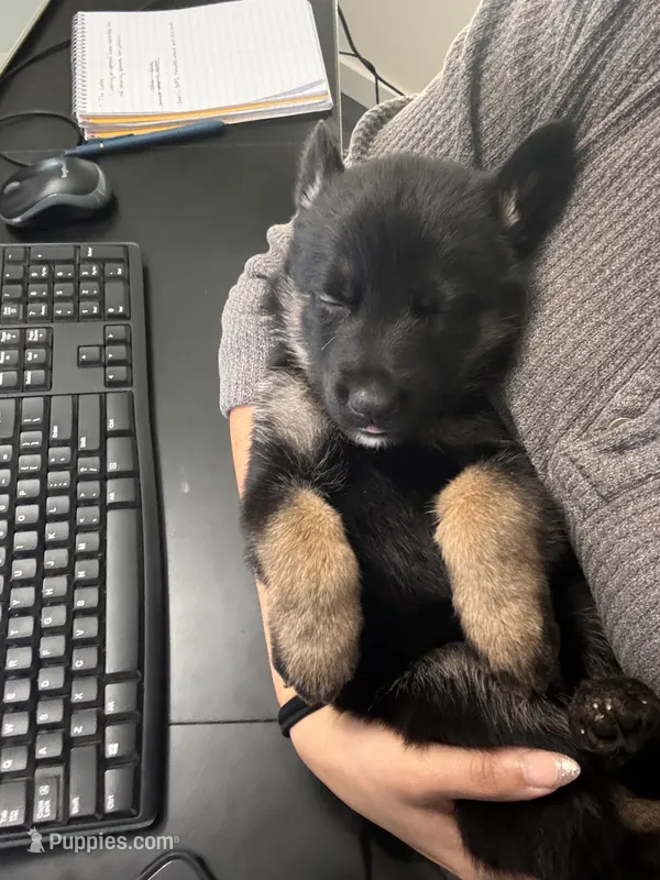 Persephone – German Shepherd Dog puppy for sale in Manor, TX