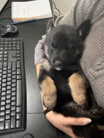 Persephone, a female German Shepherd Dog for sale in Manor, TX – 1 of 1