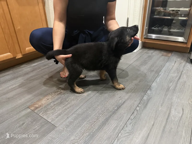 Ares – German Shepherd Dog puppy for sale in Manor, TX