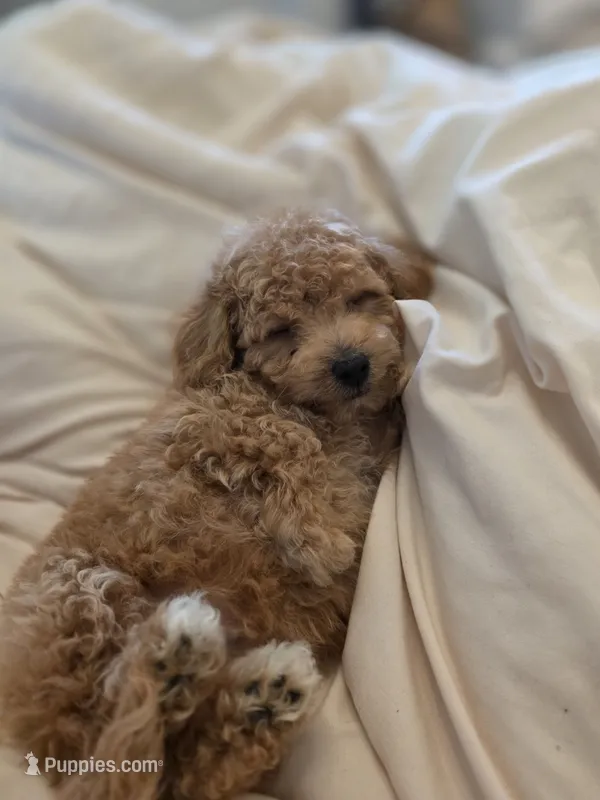 Mini goldendoodle – Goldendoodle puppy for sale in Tracy, CA