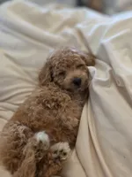 Mini goldendoodle, a female Goldendoodle for sale in Tracy, CA – 1 of 2