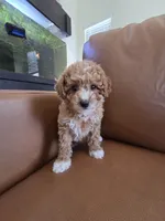 Mini goldendoodle , a female Goldendoodle and Poodle - Miniature  for sale in Tracy, CA – 4 of 4