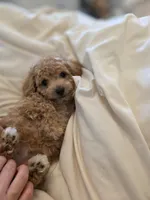 Mini goldendoodle, a female Goldendoodle for sale in Tracy, CA – 2 of 2