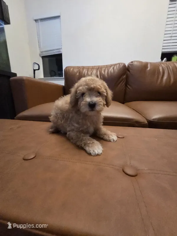 Mini goldendoodle – Goldendoodle puppy for sale in Tracy, CA