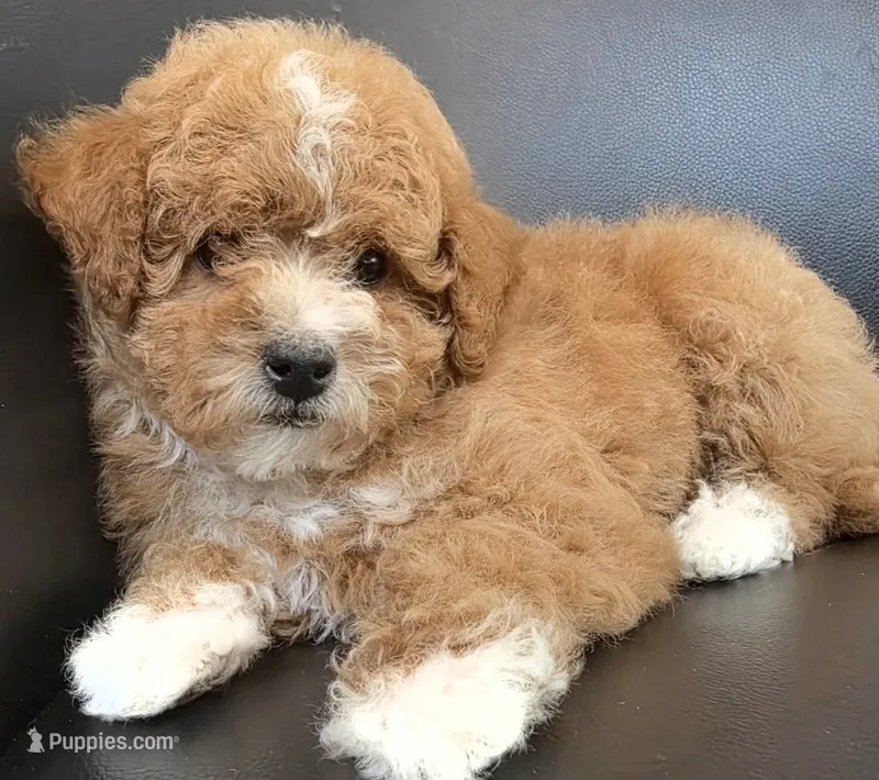 Mini goldendoodle  – Goldendoodle, Poodle - Miniature  puppy for sale in Tracy, CA