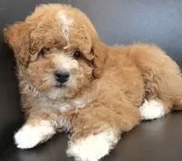 Mini goldendoodle , a female Goldendoodle and Poodle - Miniature  for sale in Tracy, CA – 1 of 4