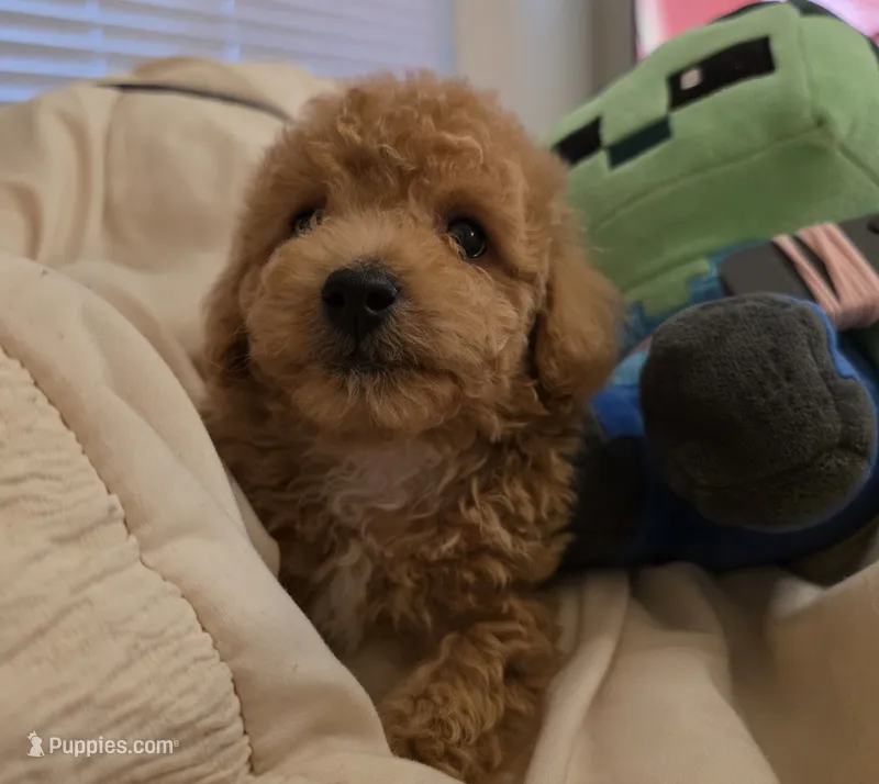 Mini goldendoodle – Goldendoodle puppy for sale in Tracy, CA