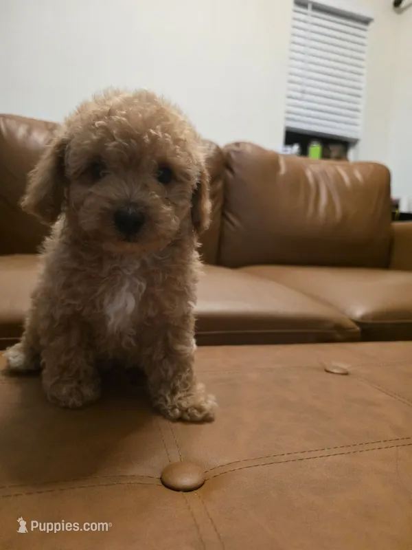Mini goldendoodle – Goldendoodle puppy for sale in Tracy, CA