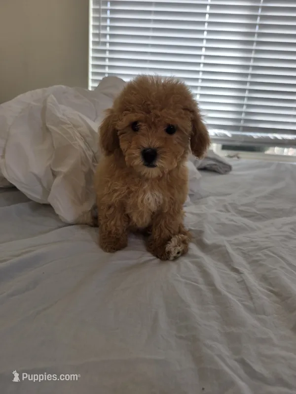 Mini goldendoodle – Miniature Goldendoodle puppy for sale in Tracy, CA