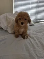 Mini goldendoodle, a female Miniature Goldendoodle for sale in Tracy, CA – 1 of 3