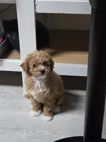Mini goldendoodle , a female Goldendoodle and Poodle - Miniature  for sale in Tracy, CA – 2 of 4