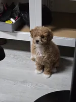 Mini goldendoodle , a female Goldendoodle and Poodle - Miniature  for sale in Tracy, CA – 3 of 4