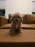 Mini goldendoodle, a female Miniature Goldendoodle for sale in Tracy, CA – 3 of 3
