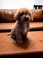 Mini goldendoodle, a female Miniature Goldendoodle for sale in Tracy, CA – 2 of 3