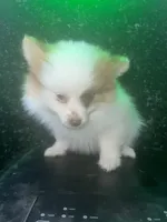 Pablo , a male Pomeranian for sale in Willow Grove, PA – Photo 2 of 3