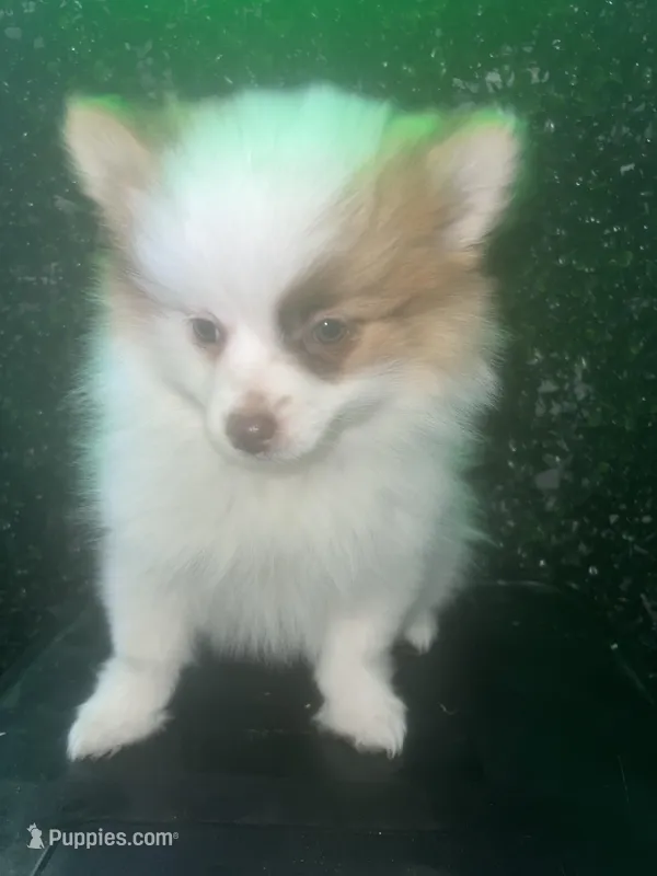 Pablo  – Pomeranian puppy for sale in Willow Grove, PA