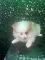 Pablo , a male Pomeranian for sale in Willow Grove, PA – Photo 3 of 3