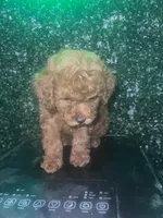 Remy , a female Poodle - Toy  for sale in Willow Grove, PA – Photo 6 of 7