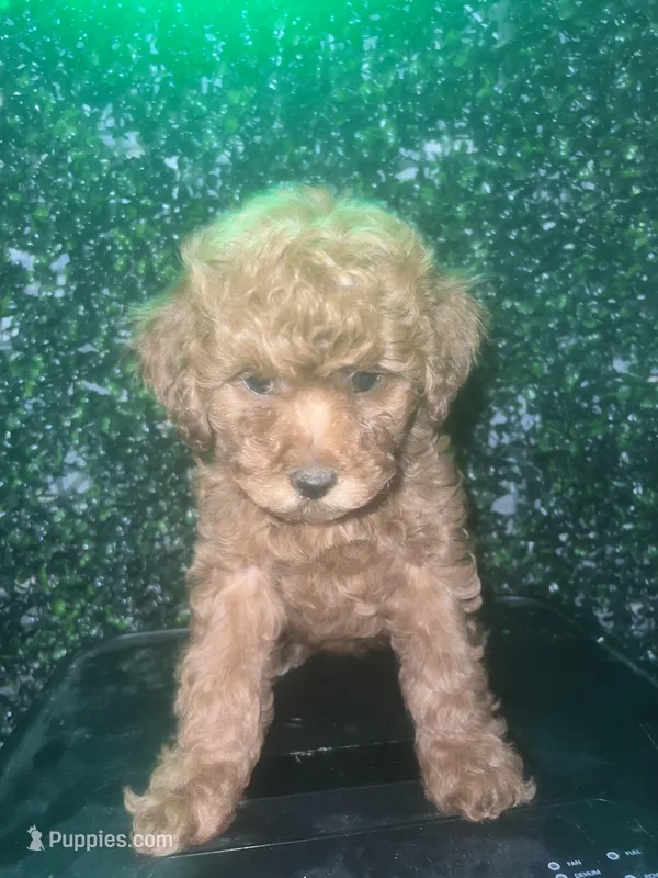 Remy  – Poodle - Toy  puppy for sale in Willow Grove, PA