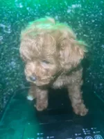 Remy , a female Poodle - Toy  for sale in Willow Grove, PA – Photo 2 of 7