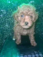 Remy , a female Poodle - Toy  for sale in Willow Grove, PA – Photo 5 of 7