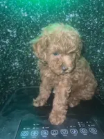 Remy , a female Poodle - Toy  for sale in Willow Grove, PA – Photo 4 of 7