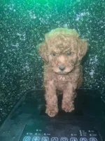 Remy , a female Poodle - Toy  for sale in Willow Grove, PA – Photo 7 of 7