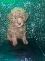 Remy , a female Poodle - Toy  for sale in Willow Grove, PA – Photo 3 of 7