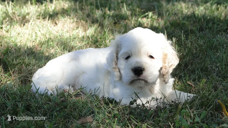 AKC Lacey – Cocker Spaniel puppy for sale in Jefferson City, MO