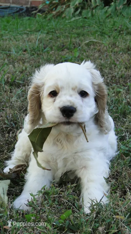 AKC Lacey – Cocker Spaniel puppy for sale in Jefferson City, MO