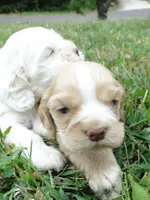 AKC Rex , a male Cocker Spaniel for sale in Jefferson City, MO – 2 of 4