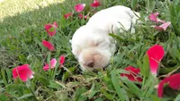 AKC Lacey, a female Cocker Spaniel for sale in Jefferson City, MO – 6 of 7