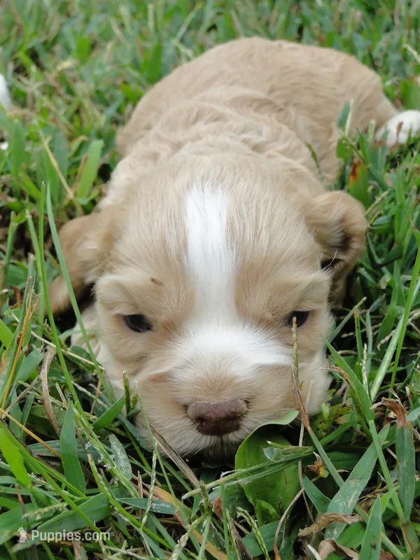 AKC Benny  – Cocker Spaniel puppy for sale in Jefferson City, MO