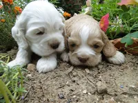 AKC Lacey, a female Cocker Spaniel for sale in Jefferson City, MO – 4 of 7