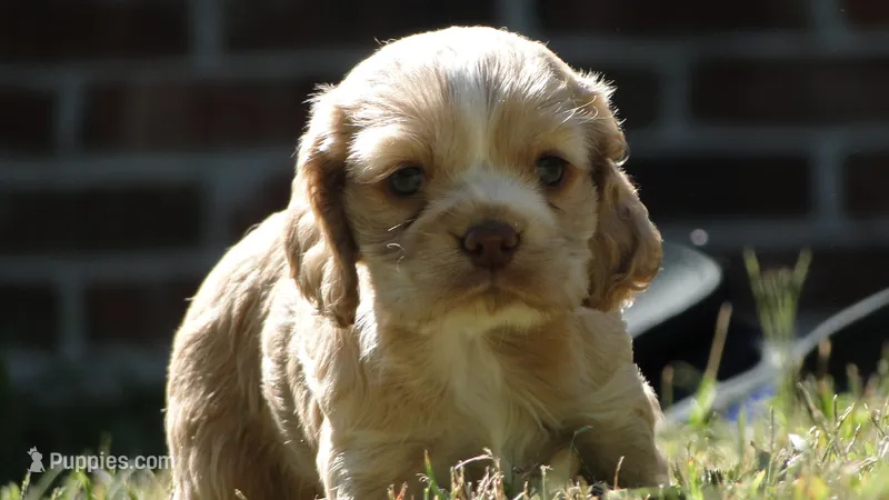 AKC Benny  – Cocker Spaniel puppy for sale in Jefferson City, MO